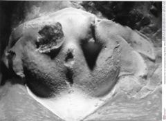 Historisches Foto von Cyclosphaeroma uhligi (Remeš, 1903) (NHMW-AFW-GEO-BACHMAYER-FOTO-1990-0041-0330)